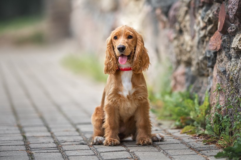 Szczeniak rasy angielski cocker spaniel