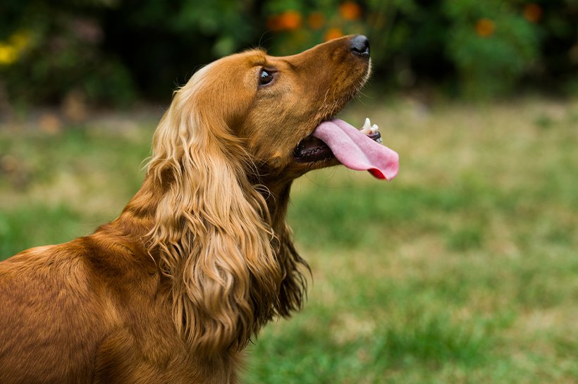 Rudy cocker spaniel wpatrujący się we właściciela