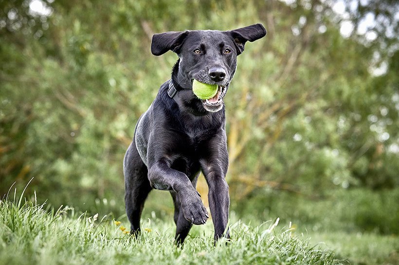 Czarny labrador aportujący piłkę