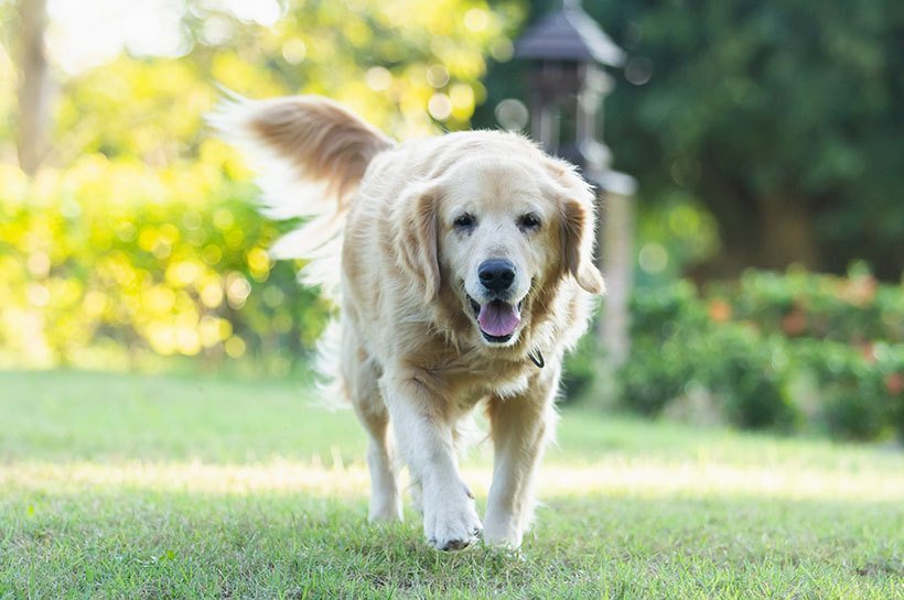 Jasnobeżowy golden retriever