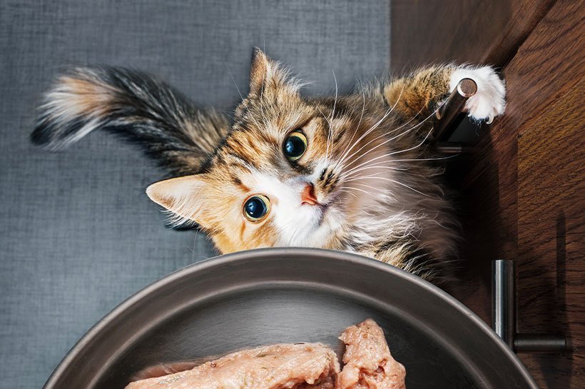 Kot wpatrzony w miskę z karmą