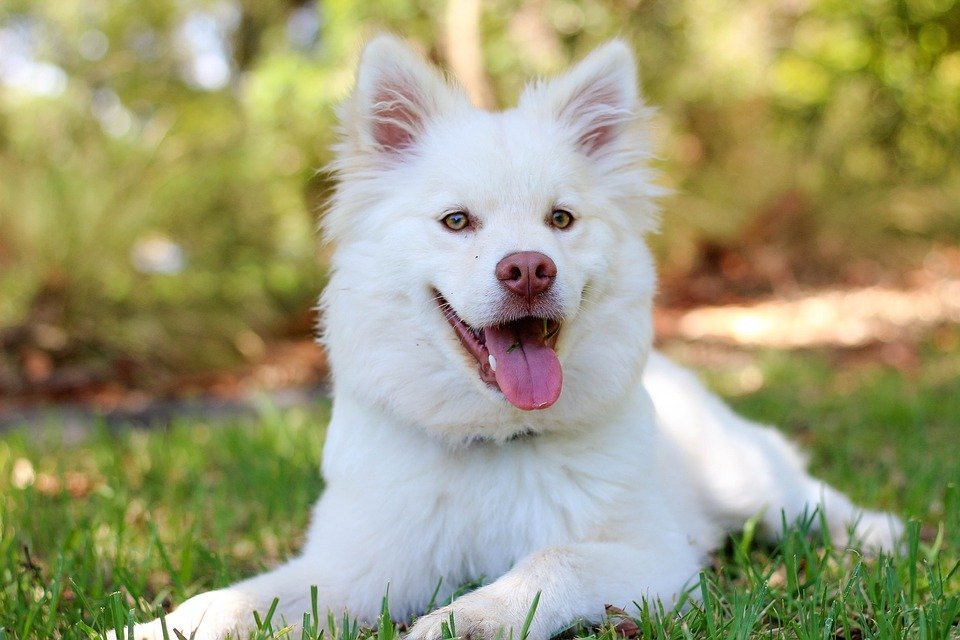 hund-schaut-in-kamera