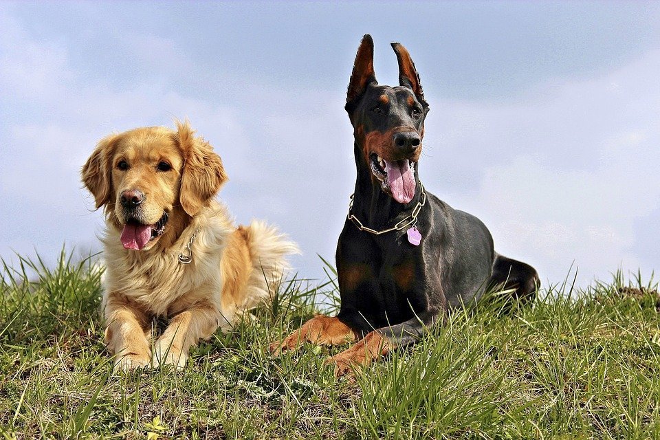 zwei-hunde-auf-gras zwei-hunde-auf-gras