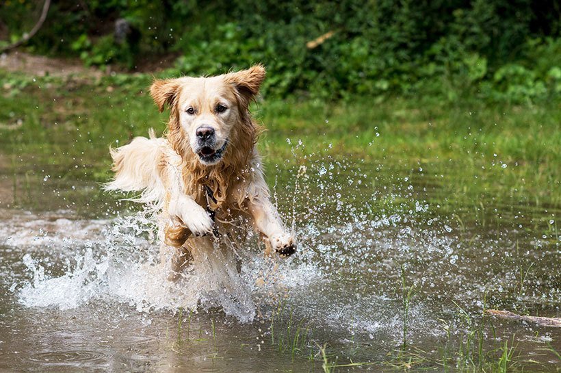 Golden retriever w wodzie