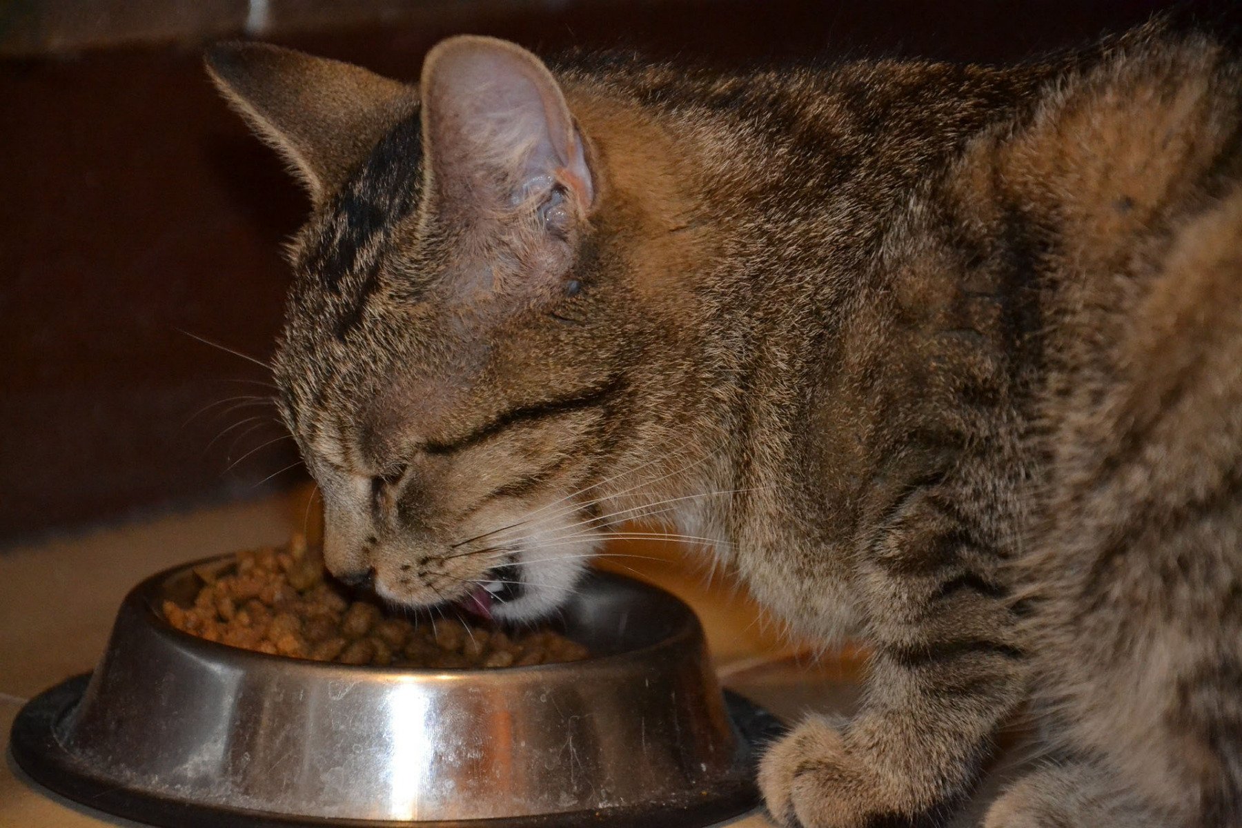 Jak często karmić dorosłego kota?
