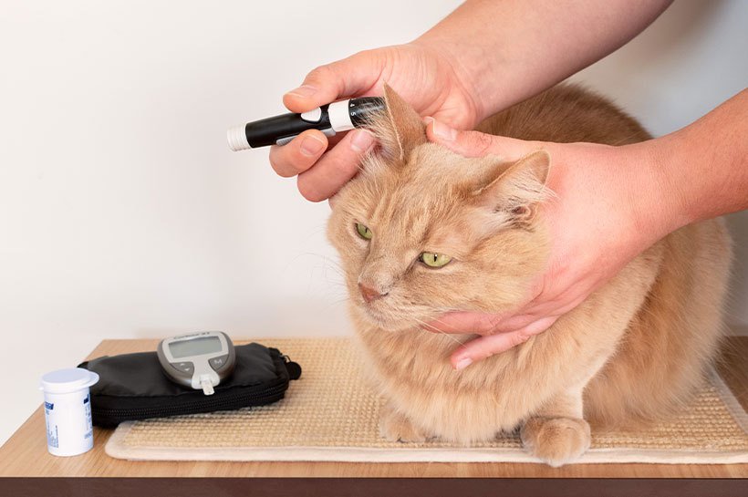 Leczenie kota diabetyka