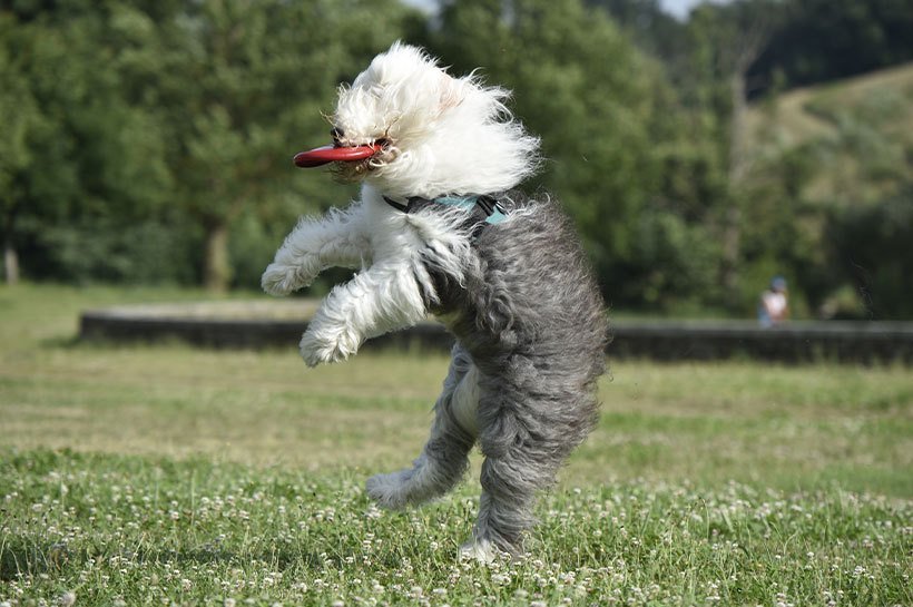Bobtail w ruchu Bobtail w ruchu
