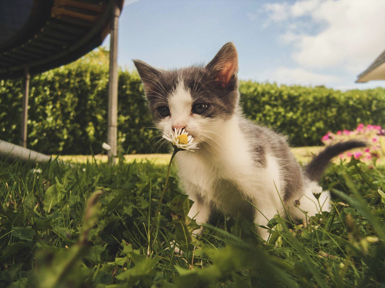Kotek wącha kwiatek w ogrodzie