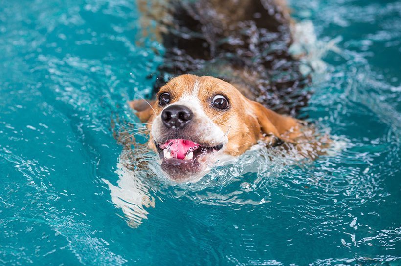 pies pływający w wodzie