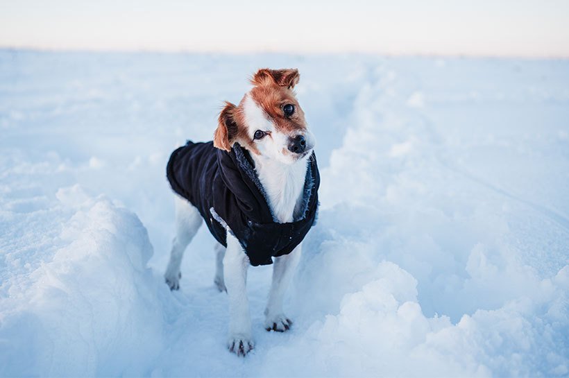 Mały pies ubrany w płaszczyk w śniegu