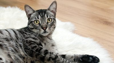 Koronawirus – Czy koty mogą zachorować?