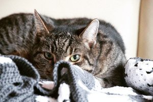Kastracja i Sterylizacja - Kotka i Kocur