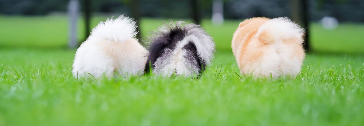 Probiotyk dla psa: Jak wzmocnić florę bakteryjną psich jelit?