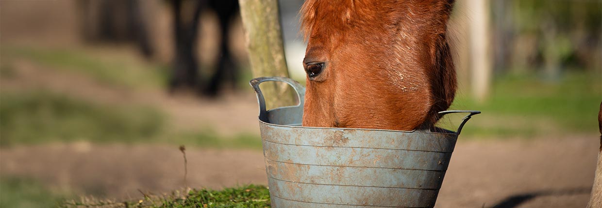 Żywienie starszych koni – jak utrzymać konia w zdrowiu i witalności?