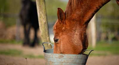 Żywienie starszych koni – jak utrzymać konia w zdrowiu i witalności?