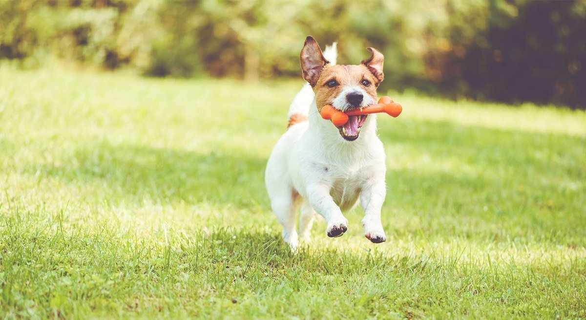 Wyprawka dla psa: 10 niezbędnych produktów z zielonej półki