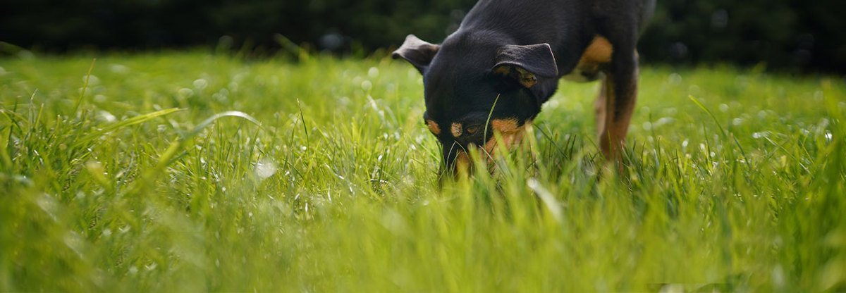 Pies je kupy: jakie są przyczyny koprofagii i jak oduczyć psa jedzenia odchodów?