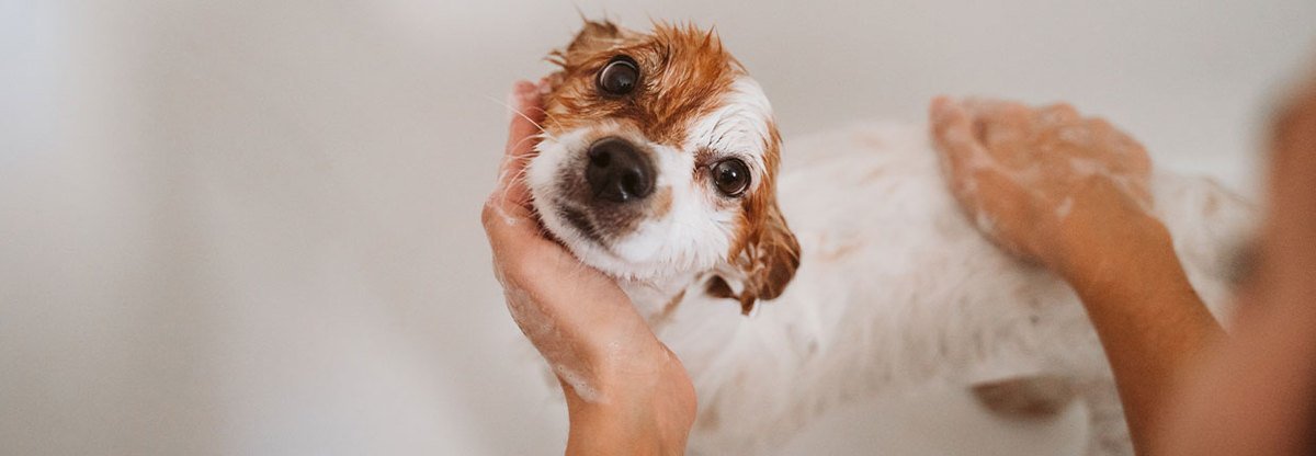Jak i kiedy kąpać psa?