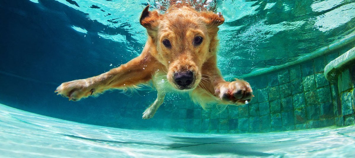 Pies w wodzie – jak nauczyć psa pływać?