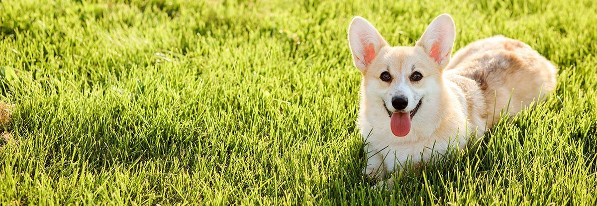 Głuchy pies: życie z czworonogiem, który nie słyszy