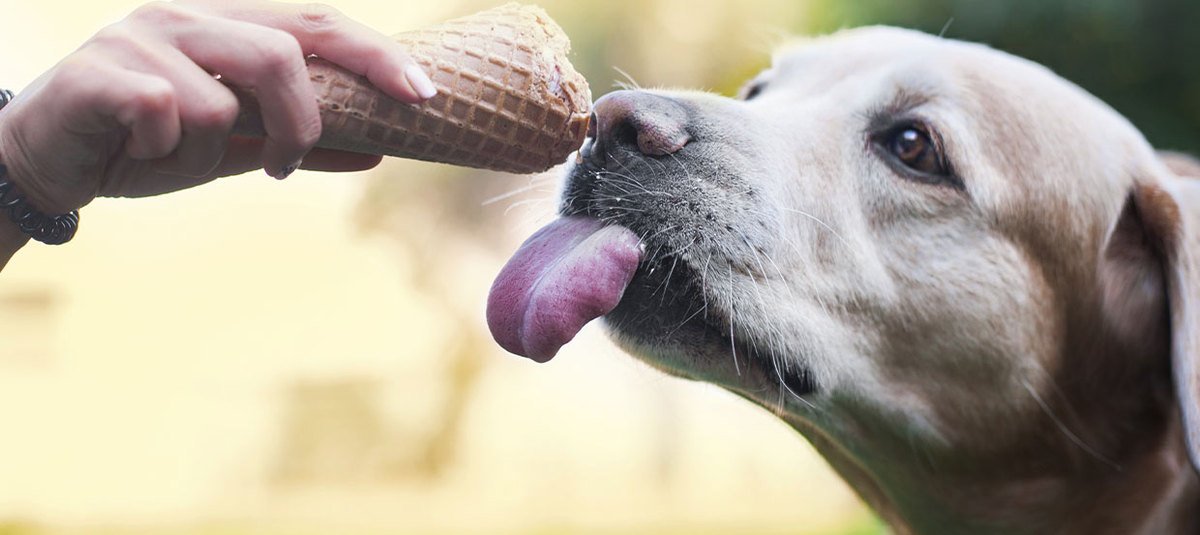 Jak zrobić lody dla psa – 3 proste przepisy