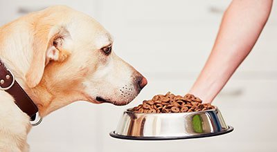 Pies nie chce jeść suchej karmy — co robić?