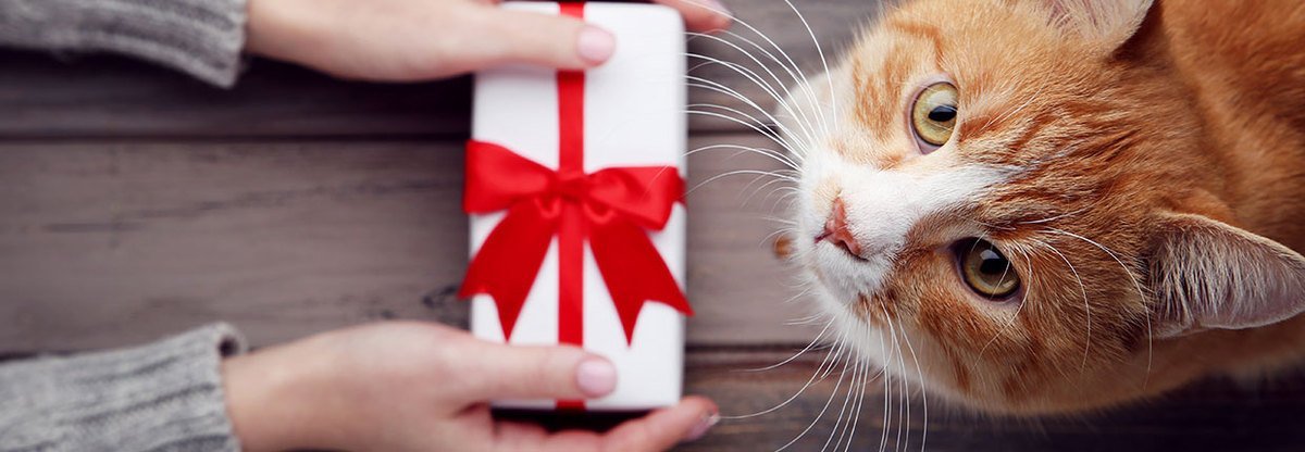 Prezent dla kota: 12 pomysłów na świąteczny podarunek dla kici i kociarza