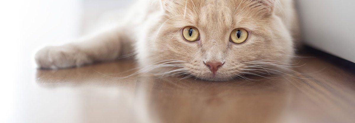 Choroby kotów – 10 najczęściej występujących schorzeń