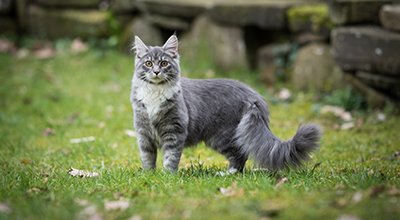 Maine coon: jedna z największych i najcięższych ras kotów domowych na świecie