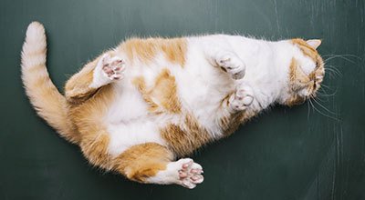 Ruja u kota: co oznacza i jak ją rozpoznać?