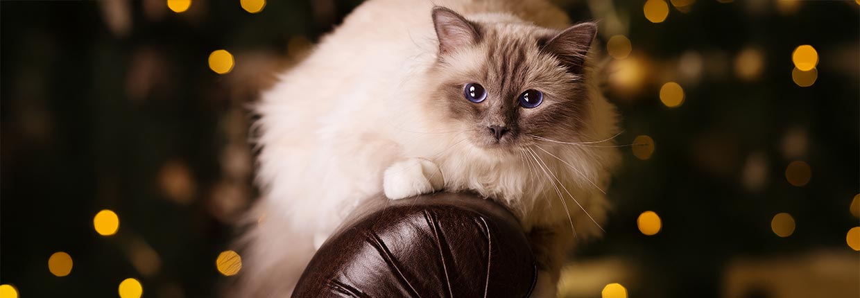 Jak pomóc kotu przetrwać sylwestra: skuteczne sposoby 