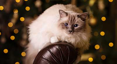 Jak pomóc kotu przetrwać sylwestra: skuteczne sposoby 