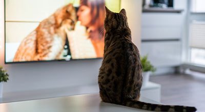 Filmy z psami lub kotami – propozycje na miły wieczór przed telewizorem