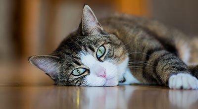 Kocia mowa ciała: miauczenie kota ma wiele znaczeń