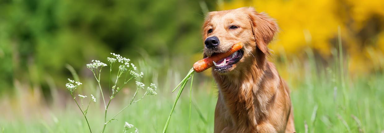 Dieta lekkostrawna dla psa: wszystko, co musisz wiedzieć