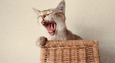 Zęby kota: pielęgnacja oraz opieka stomatologiczna 