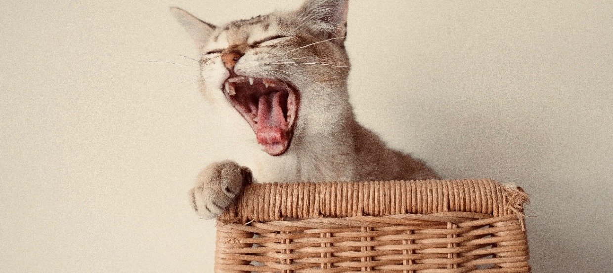 Zęby kota: pielęgnacja oraz opieka stomatologiczna 