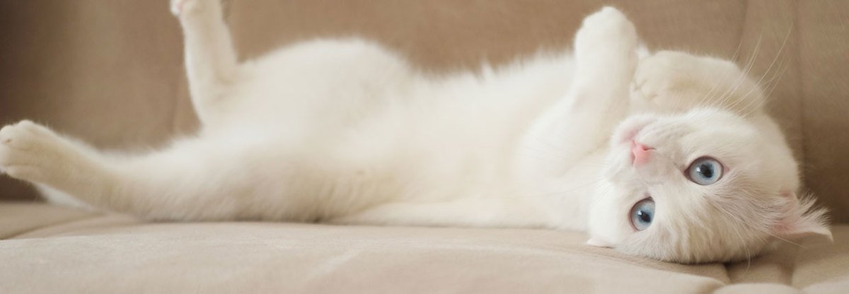  Angora turecka: jedna z najstarszych ras kotów na świecie