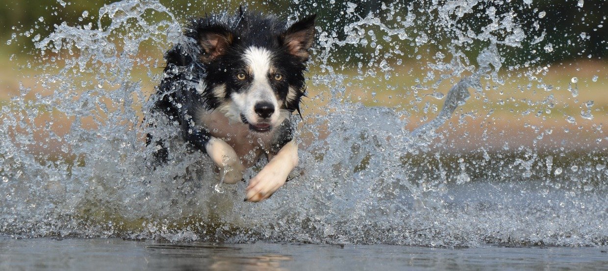 Border Collie: psi geniusz z kondycją atlety