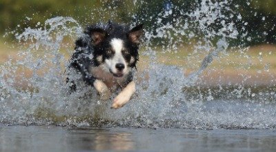 Border Collie: psi geniusz z kondycją atlety