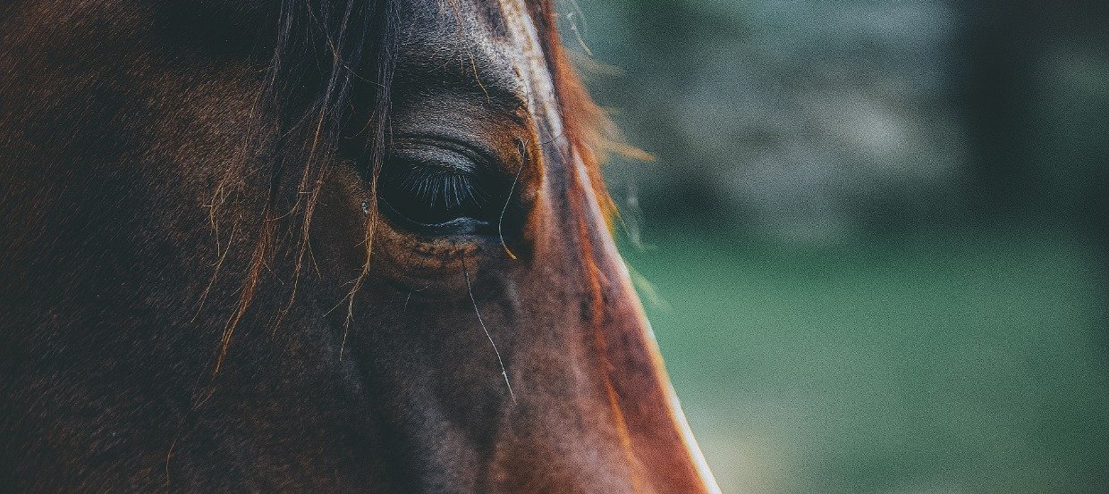 Od głowy po kopyto: najczęstsze choroby koni