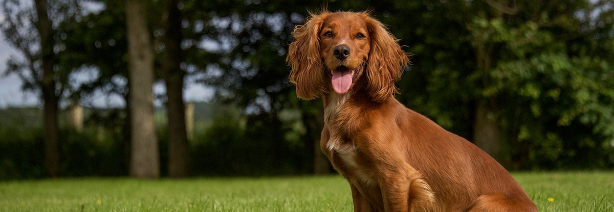 Cocker Spaniel: długouchy słodziak z ambicjami łowcy