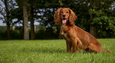 Cocker Spaniel: długouchy słodziak z ambicjami łowcy