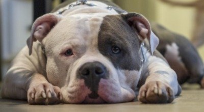 Depresja u psa: kiedy psi smutek jest chorobą 