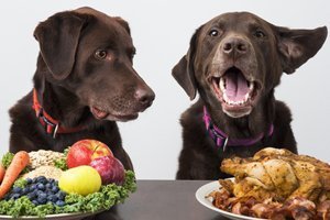 Dieta dla psa, czyli jaki wpływ ma odżywianie na zdrowie