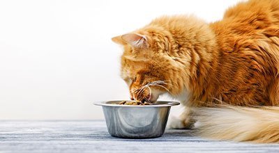 Żywienie kota – co wybrałby Twój pupil?