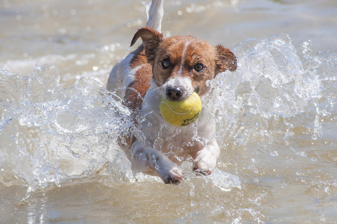 Jack Russell Terrier: mały piesek z wielkim ego (opis rasy)