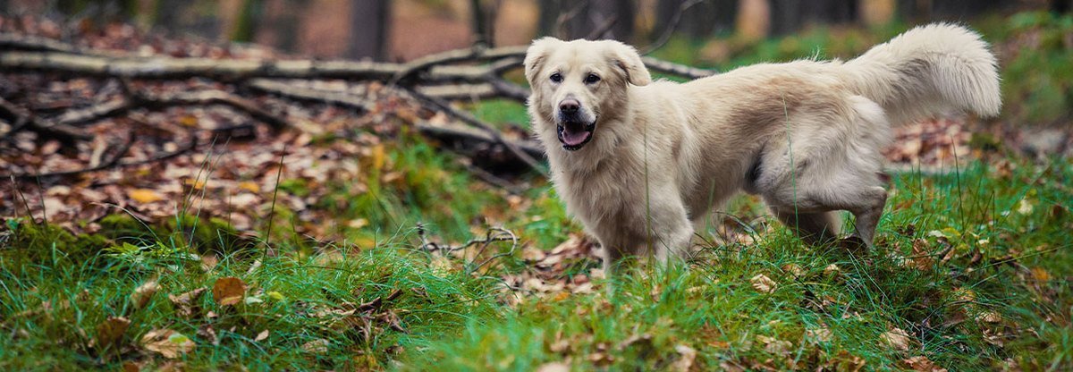 Golden retriever: ulubieniec mas