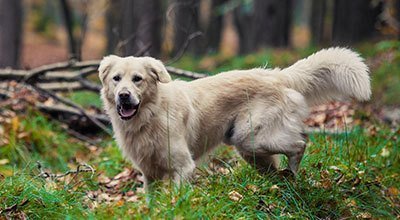 Golden retriever: ulubieniec mas