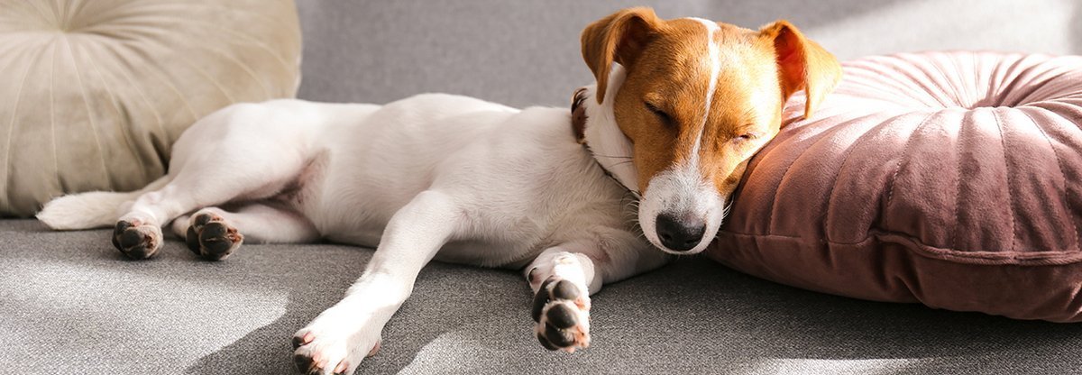 Temperatura u psa: jak sprawdzić i co zrobić, gdy pies ma gorączkę?